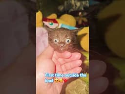 My 1 month old kitten first time exploring the house. #kitten #catbaby #babyanimals #cat