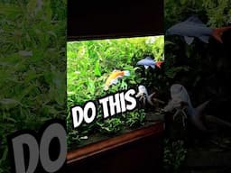 FISH OWNERS Try THIS #exoticaquariumfish #fishaquarium #fishtank #aquarium #fishfood
