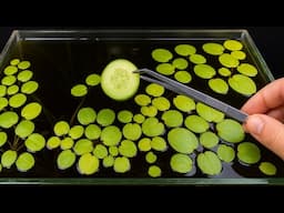 Feeding A Cucumber to My Natural Aquarium: A Year of Hidden Interactions Revealed