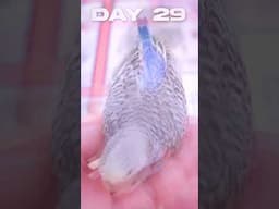 Budgies: 100 Days of Amazing Growth!