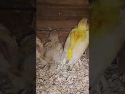 Red Ramped chicks#chakraborty birds farm 9007141393