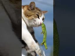When You Mess with the Wrong Lizard 😼🦎