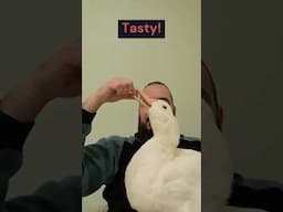 Duck annihilate a few Tomato Snacks! 😍 #shorts  #asmr