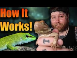 This Is the Most Important Thing For Your Reptile, Do You Know How It Works?