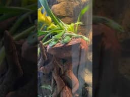 Emerald Tree Skinks, they’re a chain reaction 😂🧪