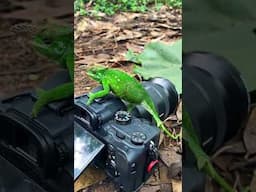 The moment a chameleon decided it could take better photos than me in Tanzania! #photography