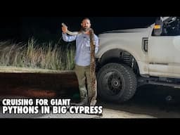Road Cruising In Big Cypress Looking For A Monster Python