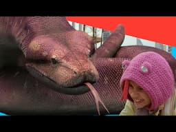 🦖 Largest Meat-Eating Dinosaurs! 🐍 | Dino for Kids | @DinoKids