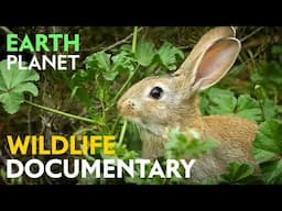 The Mystical Forest: Spanish Juniper Woods | Jungle Planet Nature Documentary