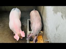 Aqui Estão os Nossos Animais  …Passeio à Marina …Muito Obrigado Pelos Vossos Comentários