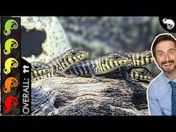Zebra Skink, The Best Pet Lizard?