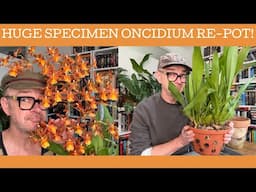 Huge flea market Oncidium repot!