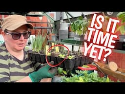 When to POT UP your seedlings – simple guide to make it easier!