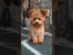 Say hello to the dog breed no one warned you about. 🧸🤎