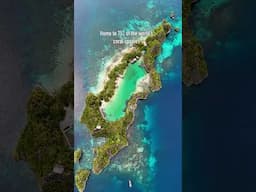 Flying Over The World's Coral Capital 👀 🪸