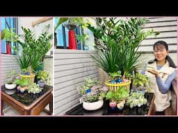 Top indoor plants you should have! Propagate plants, turn them into a mini garden indoors