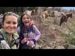 Appalachian Trail Thru Hike 2025 | Day 53 | Ponies and Grayson Highlands