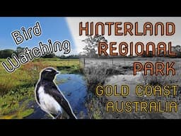 Bird Watching at Hinterland Regional Park, Gold Coast, Australia