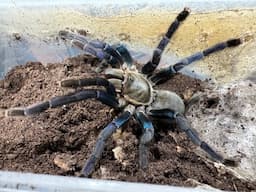 Cyriopagopus lividus, Cobolt blue  rehouse and care