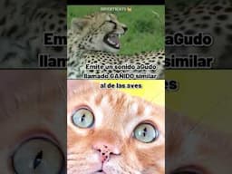 ¿sabias que este felino no puede maullar ni rugir? 🙀🐆✨