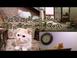 How I manage my cats when home is  working | homes update | KITTYcat Vlogs