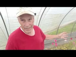Harvesting Ranunculus