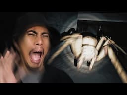 Spider Ryts? Spider will feyt to me! - Huntsman