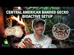 How to Set Up a Bioactive Enclosure for Central American banded geckos