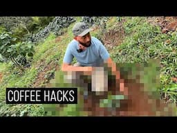 How Climate Change Affects a Coffee Plantation!
