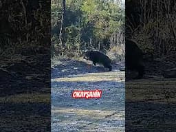 Wild boar hunting #okaysahin #youtubeshorts #wildlife