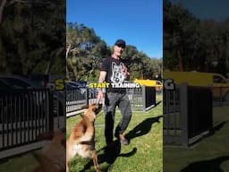 Before I Train or Play with my Dog I DO THIS! #dogtraining #malinois #dogtrainer #shorts