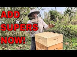 First Time Honey Flow? Watch This Before Starting - Nuc Follow Along 4/1/25