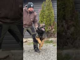 Powerful Protection Dog NEW DIY Protection course coming soon