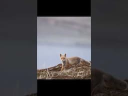 Photographing Red Foxes on the Alaskan tundra! #fox #wildlife #wildlifephotography #nature #foxes