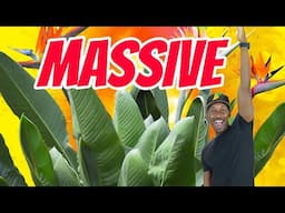 Secrets to Growing a Giant Bird of Paradise (Step-by-Step Guide)