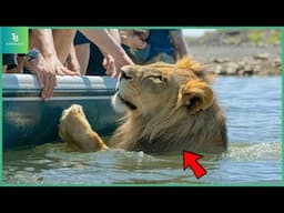 Animals That Asked People for Help & Kindness Caught On Camera! Best of 2025 ! #25