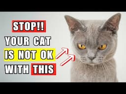 20 Things You do Every Day and Your Cat Really Hates