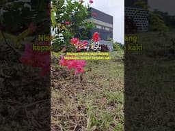 Dan serulah manusia untuk oergi berhaji #manasikhajianak #haji #zulhijjah #sekolah