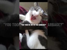 MY BABY! 😭🥺 #shorts #cats #funny #canadian