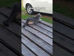 EXHIBIT B : THE CAT DISTRIBUTION SYSTEM #cat