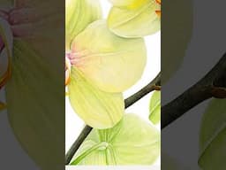 Phalaenopsis 'Detroit' watercolour painting close up