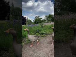 This magical garden is just outside Stoke-on-Trent… and it’s a beauty! #natureshorts #gardens