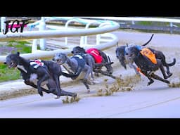 Greyhound Track Race - Extreme Speed!