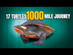 Exotic Turtle Collection Flies 1,000 Miles Overnight to Garden State Tortoise! + more