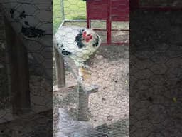 Mystery solved 🐔…#chicken #farm #backyardgardening #homestead #rooster #shorts #shortsvideo #viral