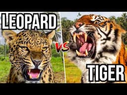 7 Cats That Hunt And Take Out Other Cats - Cat Eat Cat World