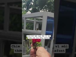 Đến chim cũng ko cưỡng lại được mùi thơm của hoa hồng Lafont #hoahonglafont