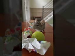 Aw, you shouldn’t have… 😅 #chinchilla #birthday #skit #pets #shorts