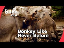The Donkey: Misunderstood and Remarkable | SLICE WILD