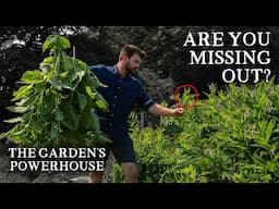 The Plant That Just Keeps Giving | 7 Reasons To Grow Comfrey (For Gardeners)